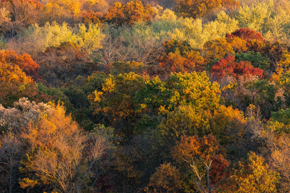 green and yellow trees during daytime