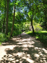 A peaceful forest path dappled with sunlight, perfect for mindful walking.