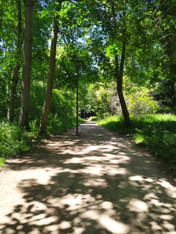 A serene walking path winding through towering trees and dappled sunlight.