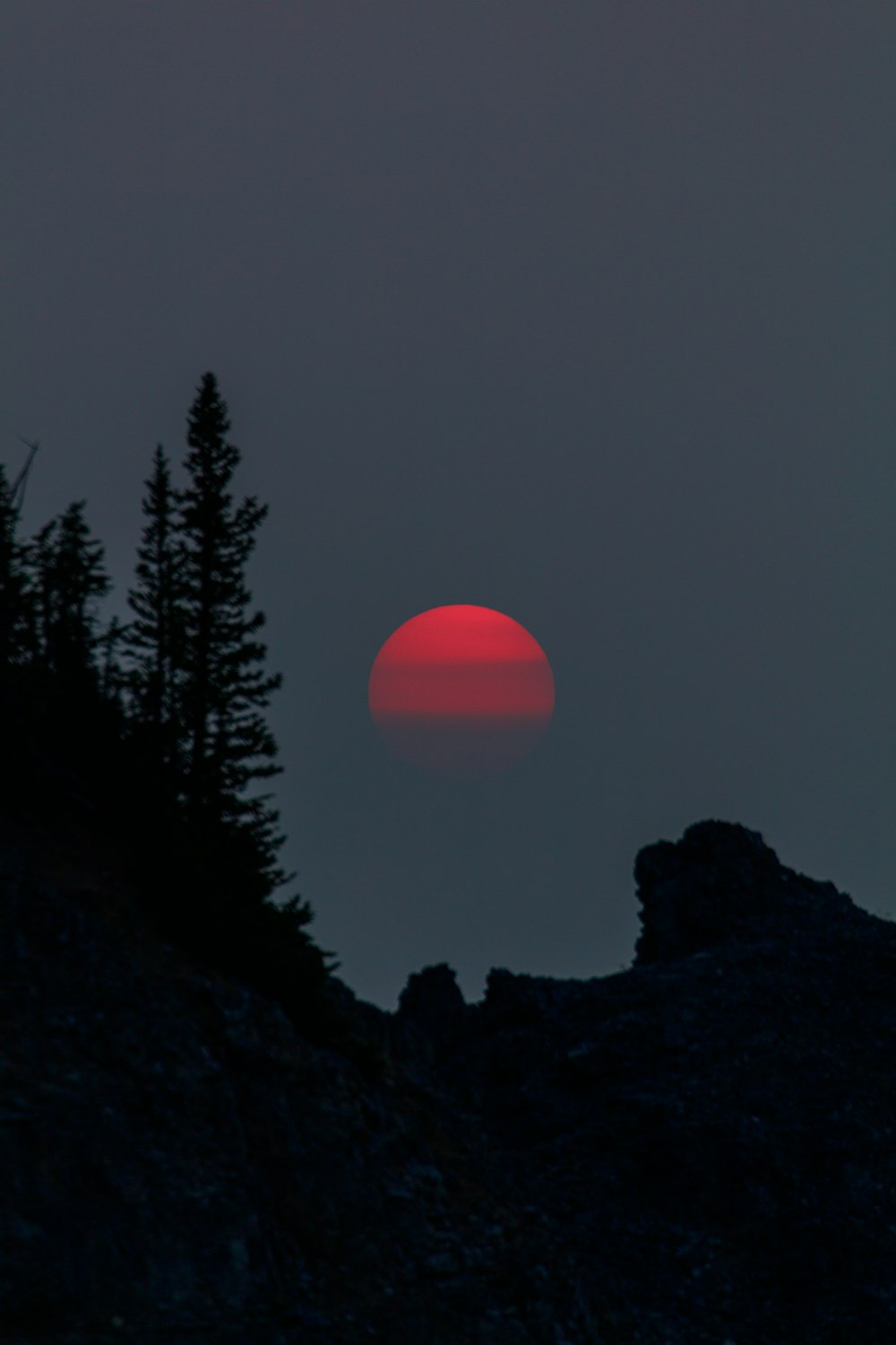 silhouette of trees during sunset