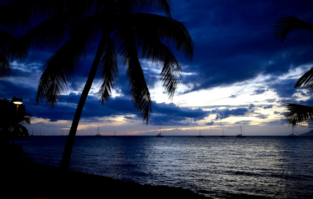 palm tree near body of water during daytime