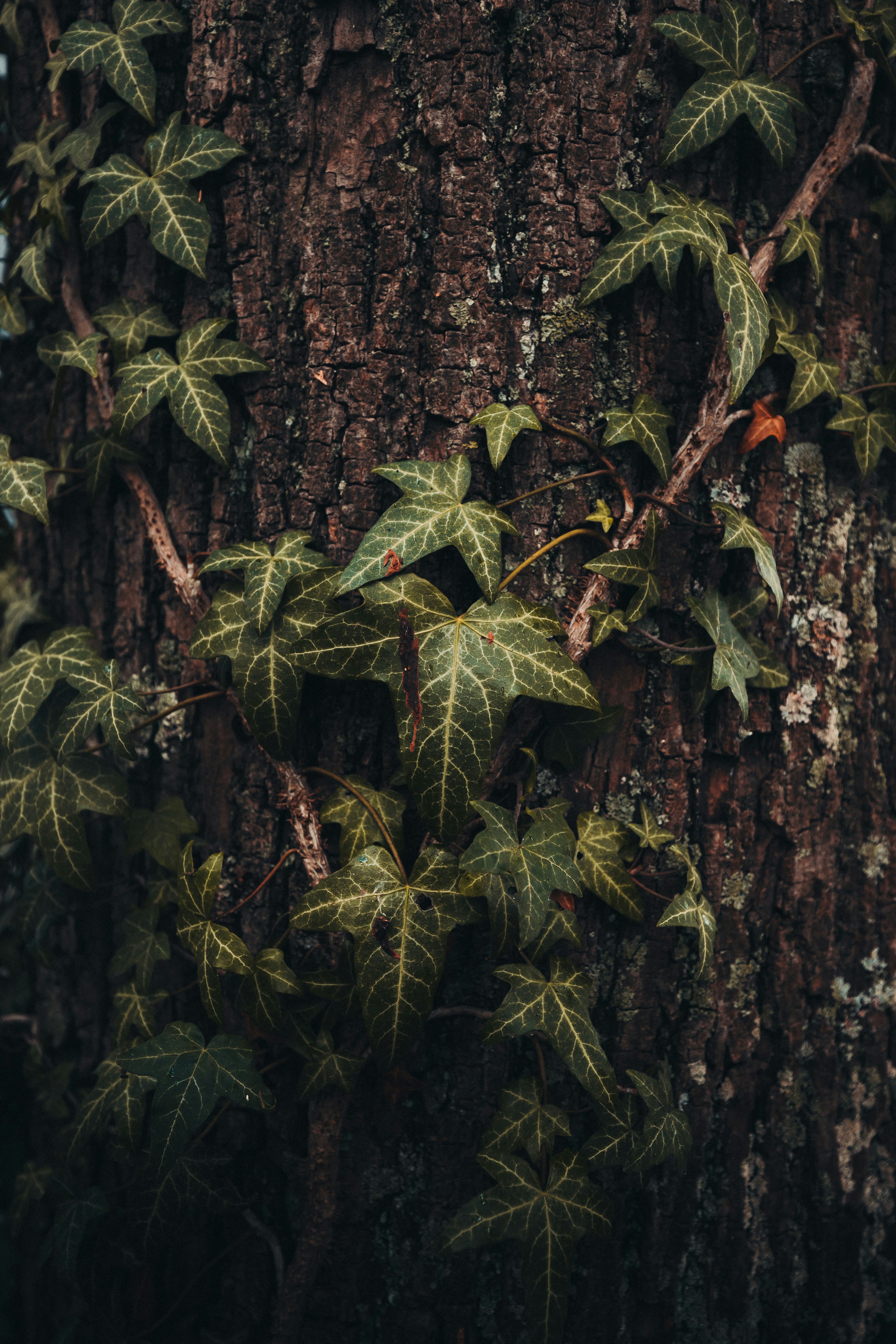 nature forest macro landscape, wallpaper, Klasifikasi Makhluk Hidup: Mengenal Sistem Pengelompokan Organisme 5