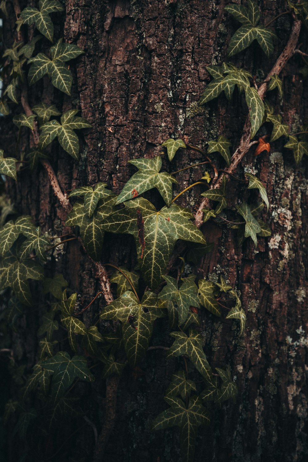 green leaves on brown tree trunk