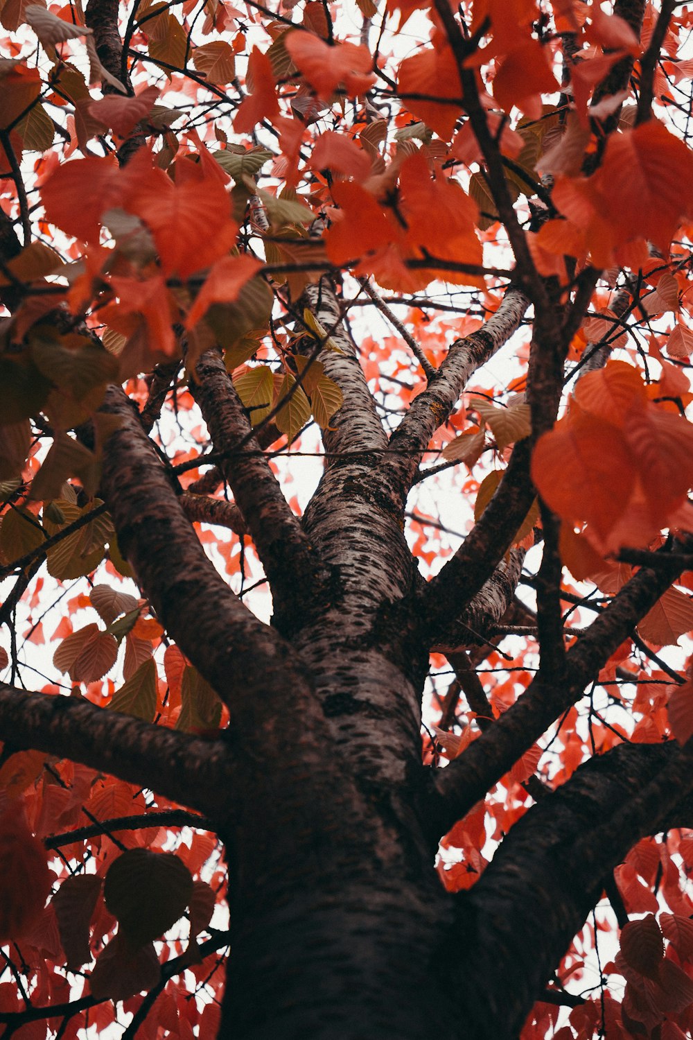 brown and green tree leaves