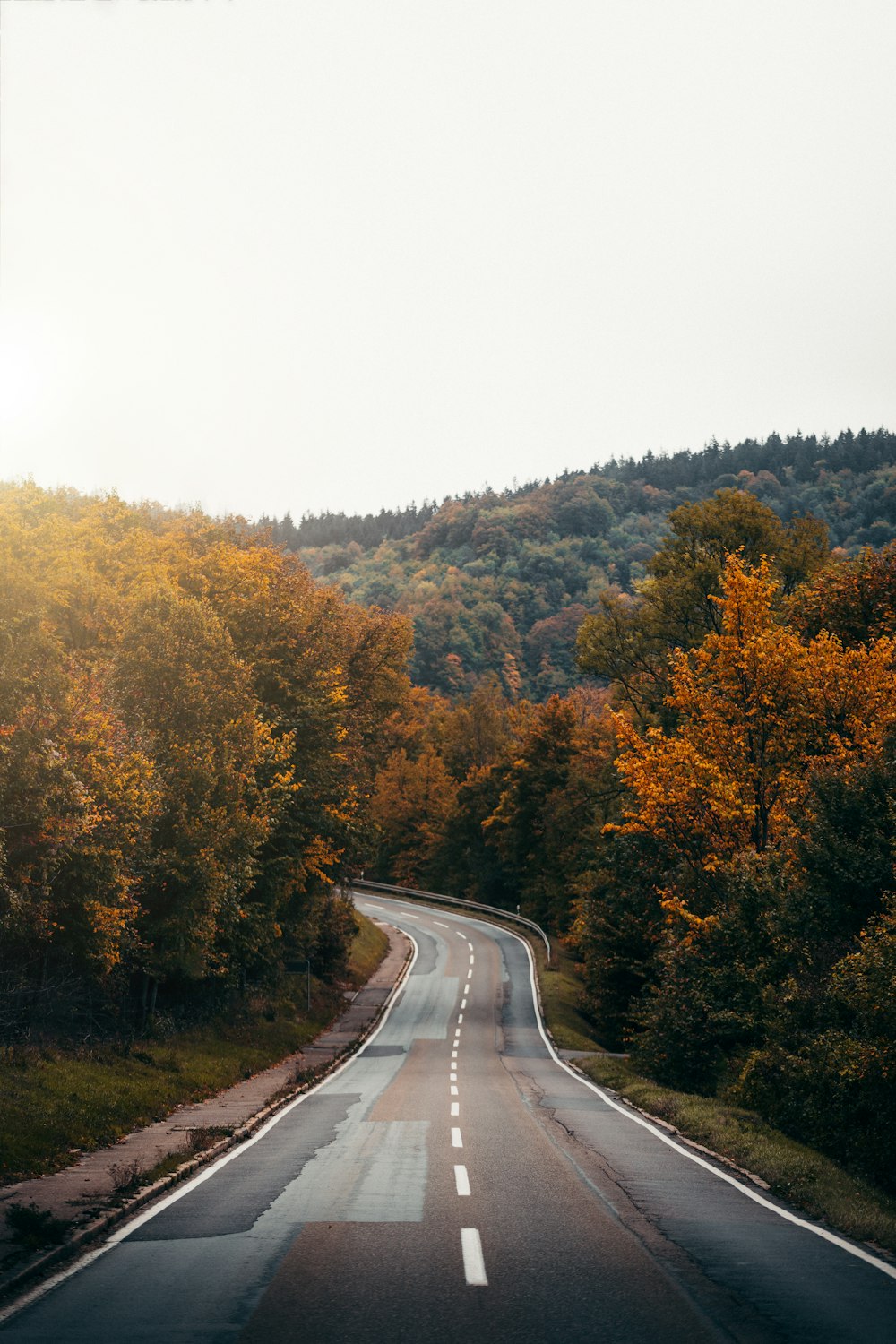 gray concrete road between green and brown trees during daytime