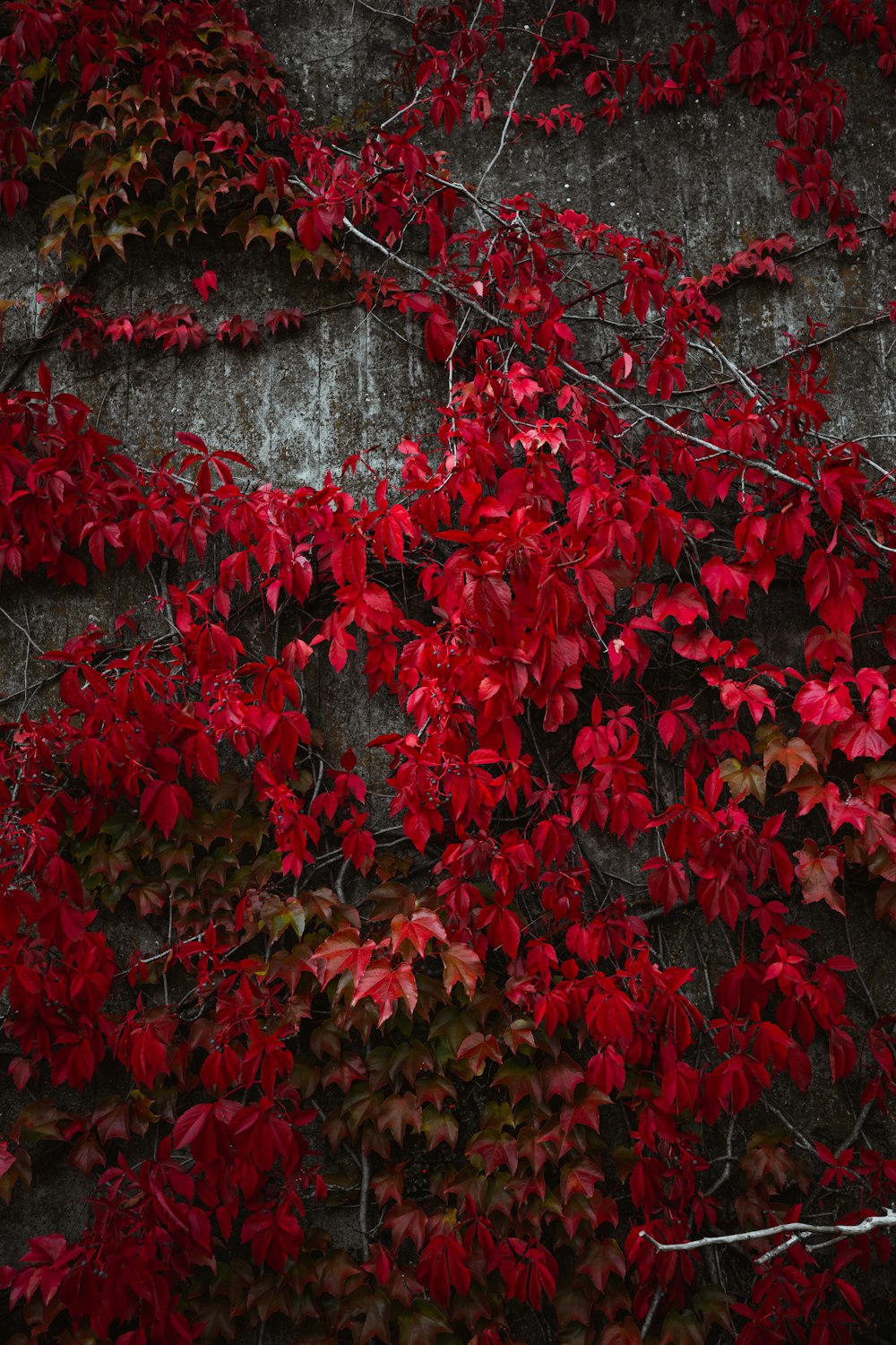 red leaves on gray concrete wall