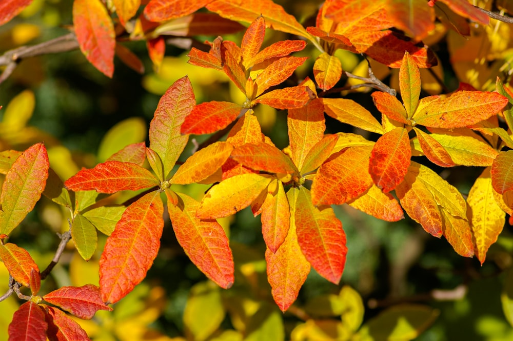 orange and yellow leaves in tilt shift lens