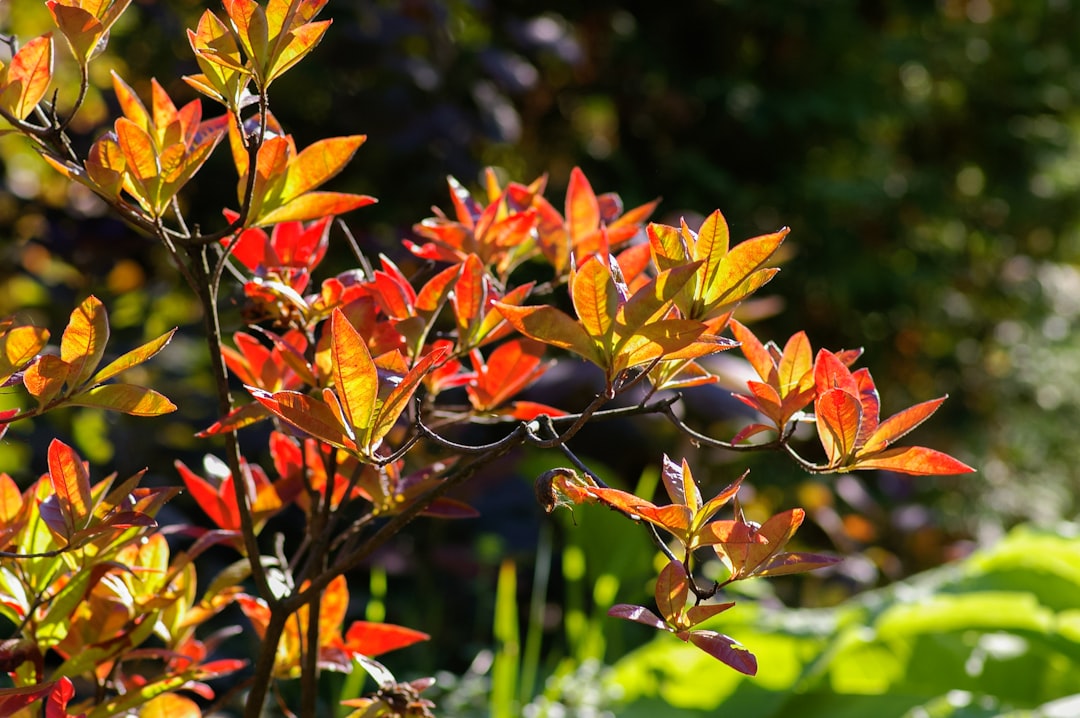 yellow and red leaves on tree branch