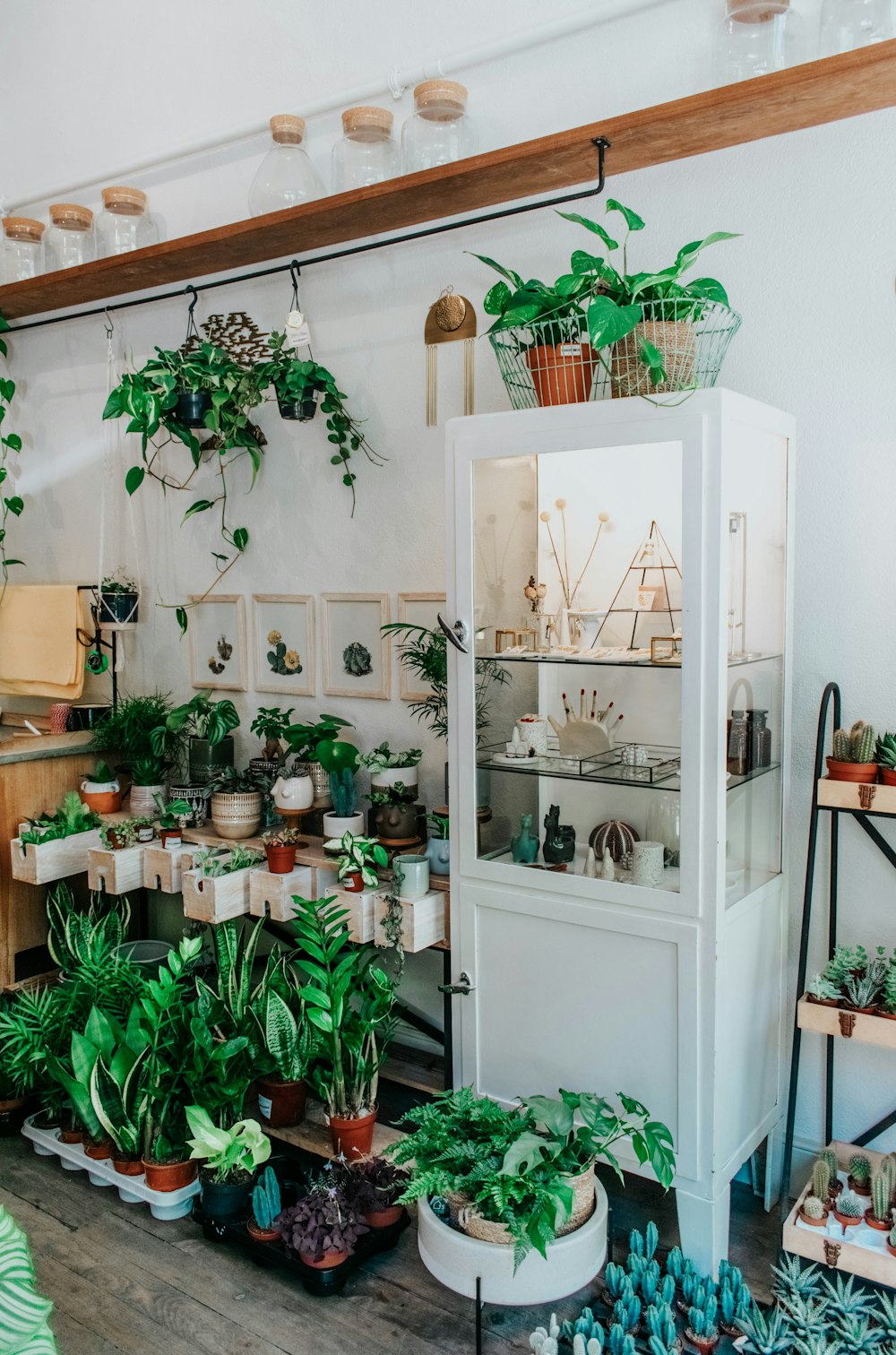 green potted plants on white wooden shelf