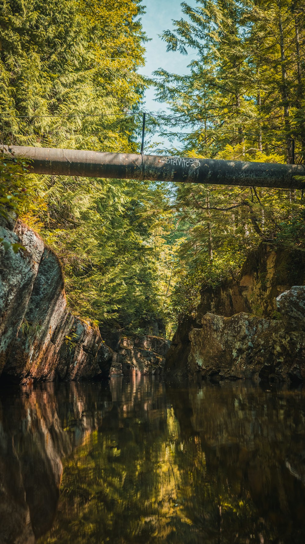 green trees beside river during daytime