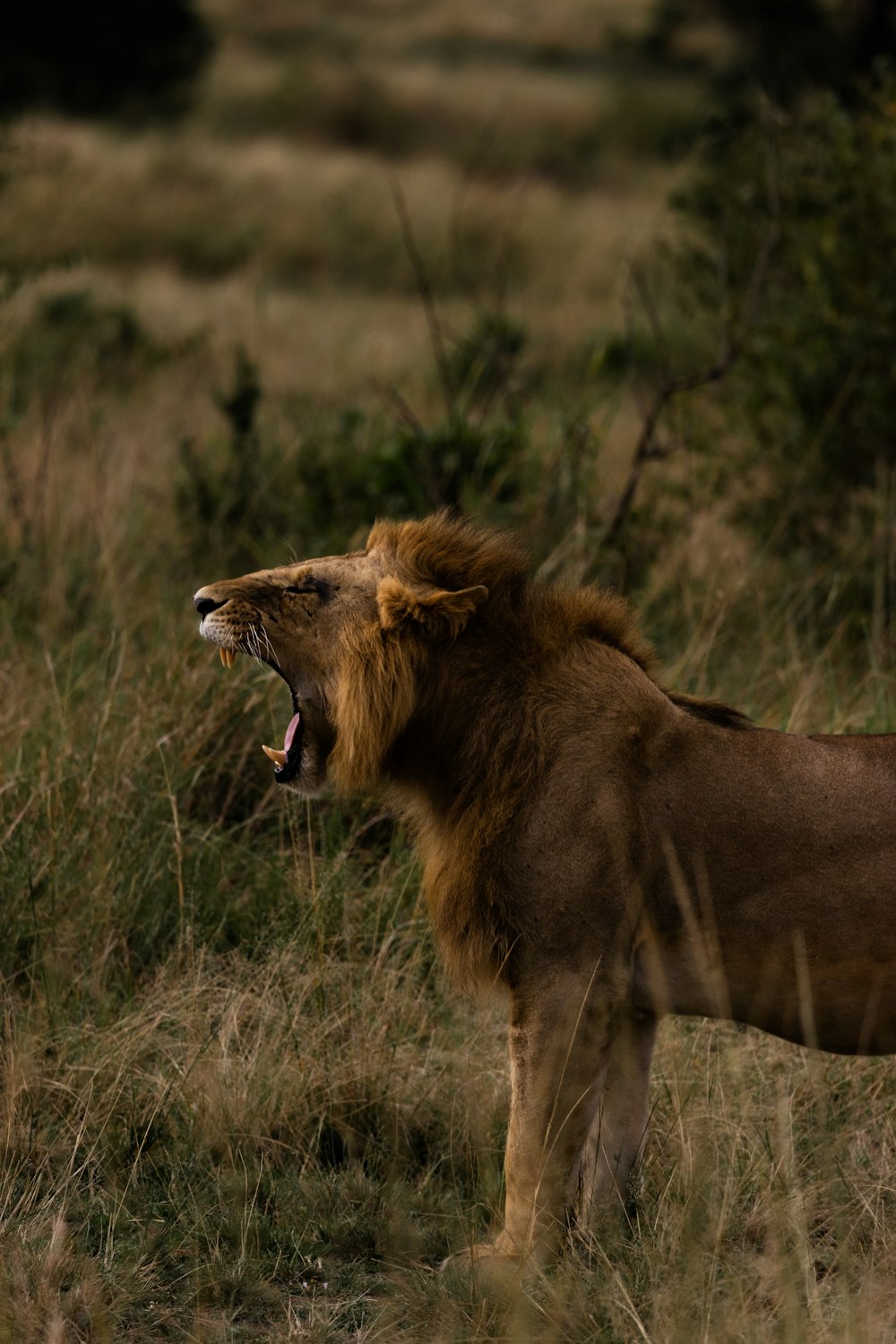 León marrón en un campo de hierba verde durante el día