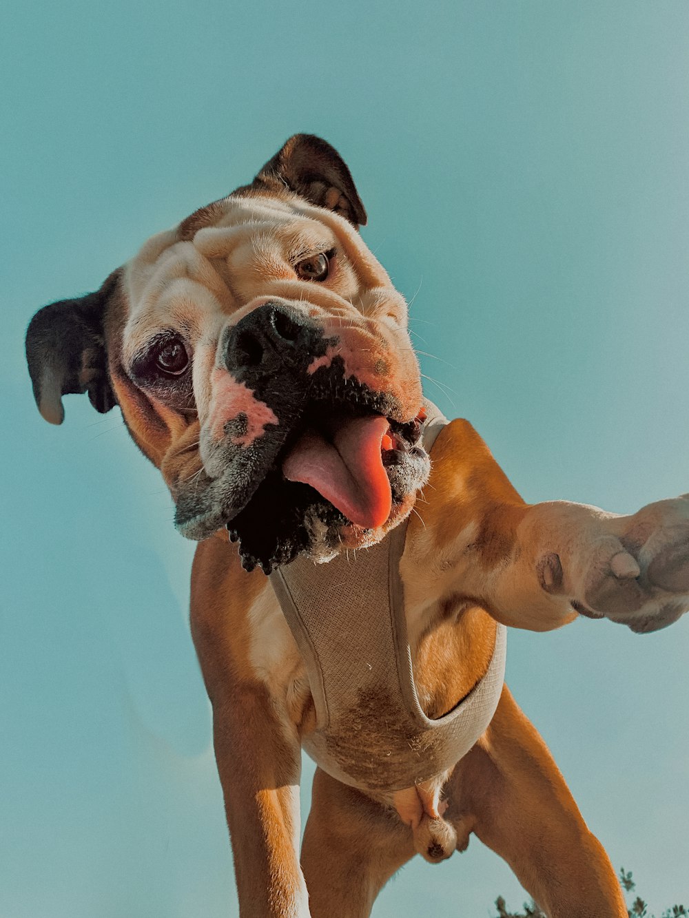 chien brun et blanc à poil court