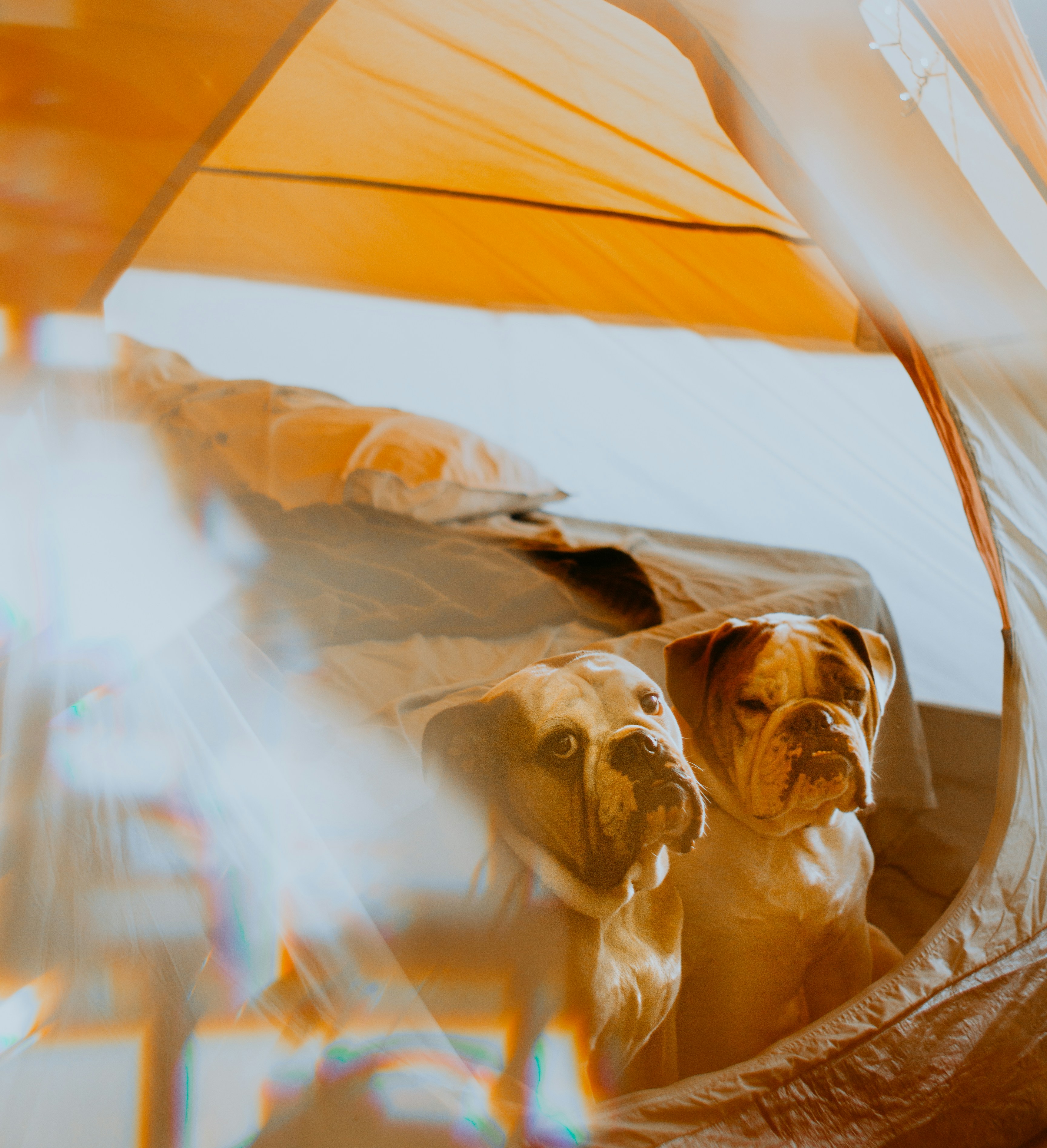 a couple of dogs sitting inside of a tent
