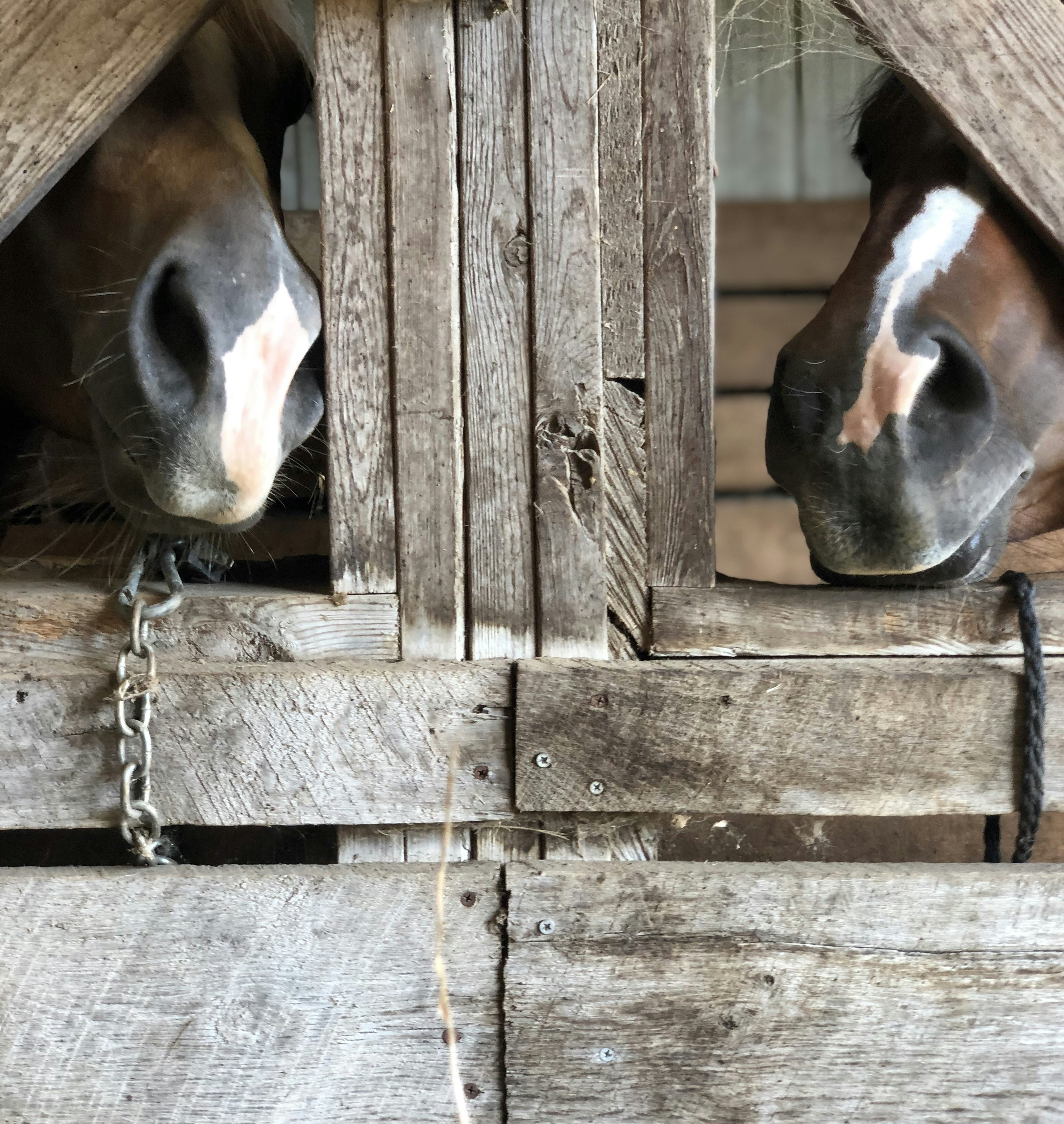 tête de cheval brune et blanche