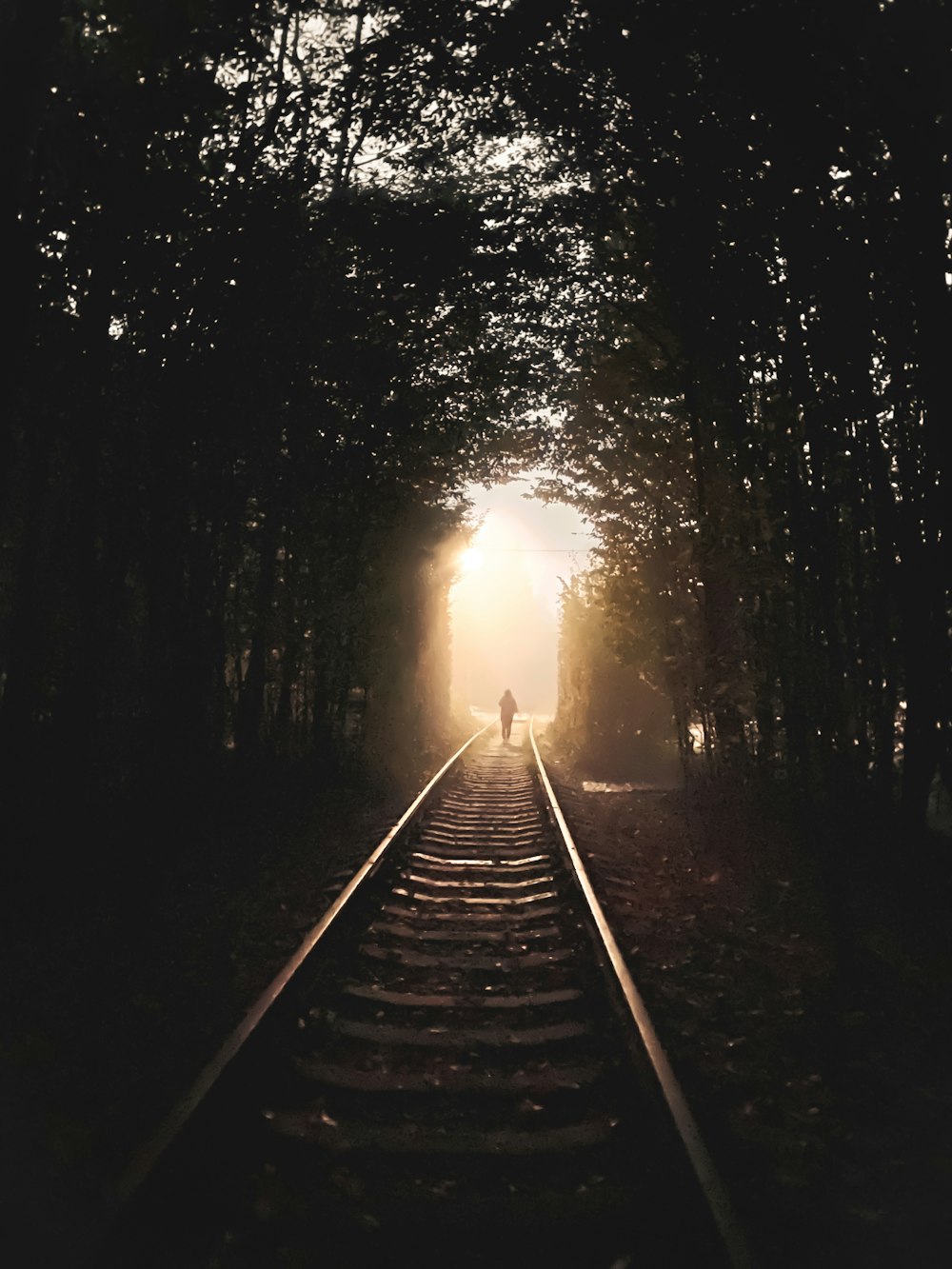 train rail in the middle of trees during daytime