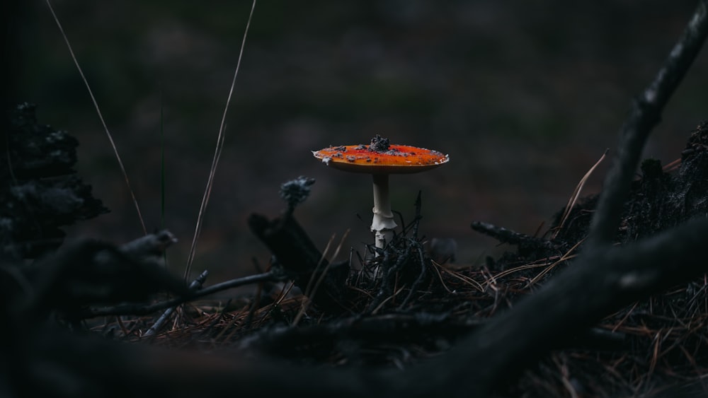orange mushroom on brown dried grass