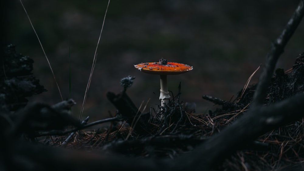 champiñón naranja sobre hierba seca marrón