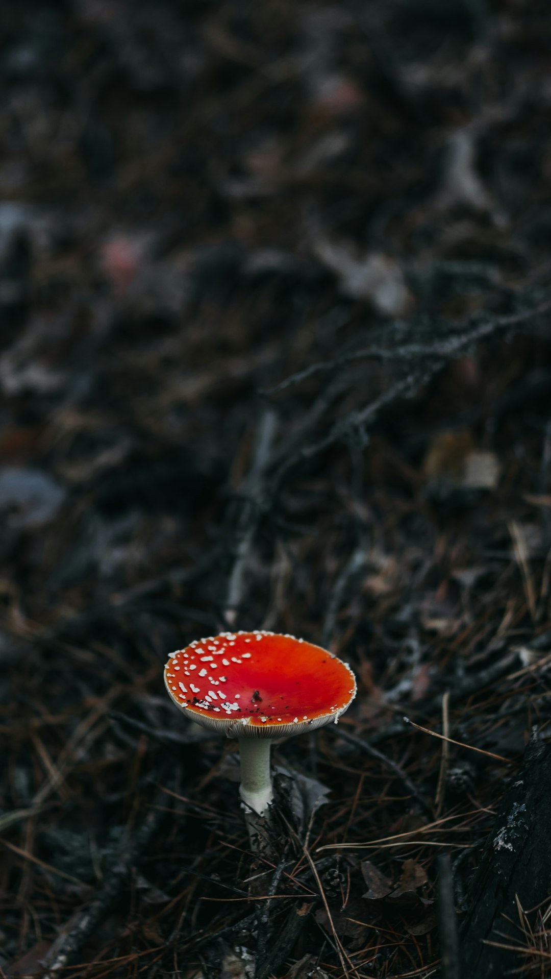 red and white mushroom in the middle of the forest