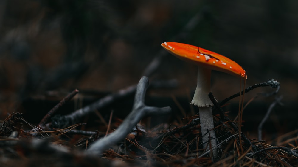 orange and white mushroom in tilt shift lens