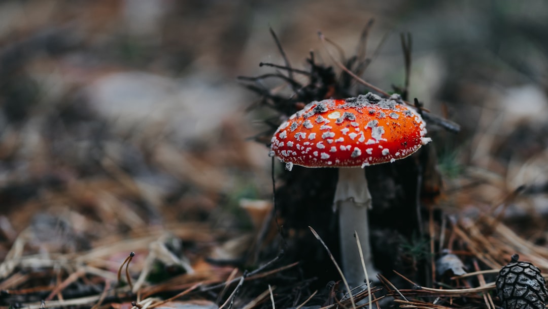 red and white mushroom in close up photography