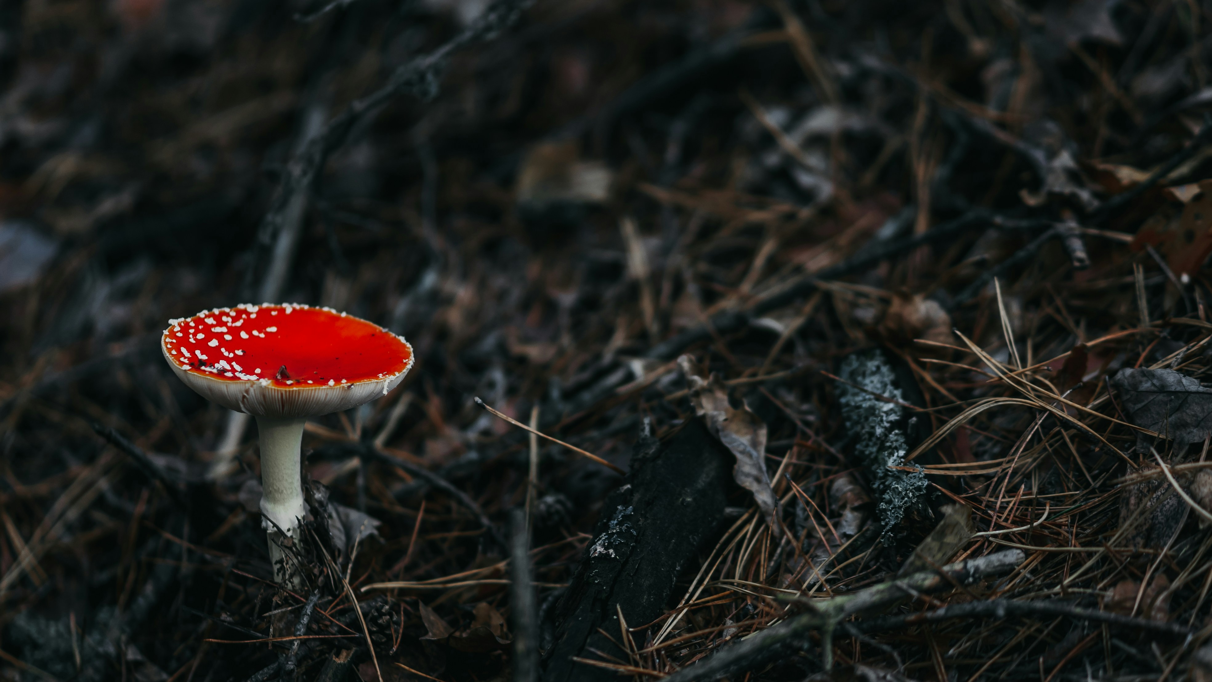 Photo by eugenechystiakov