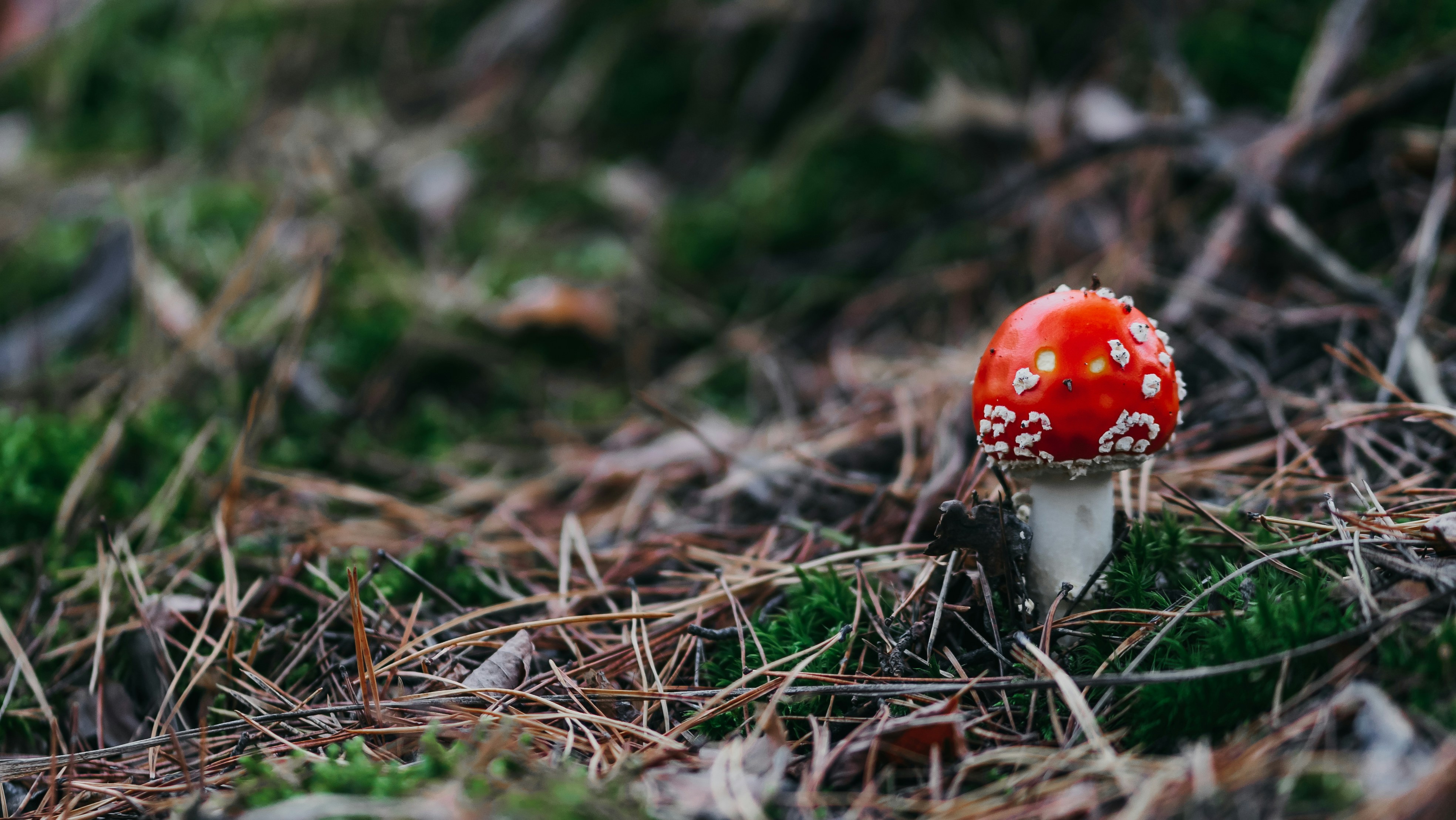 Photo by eugenechystiakov