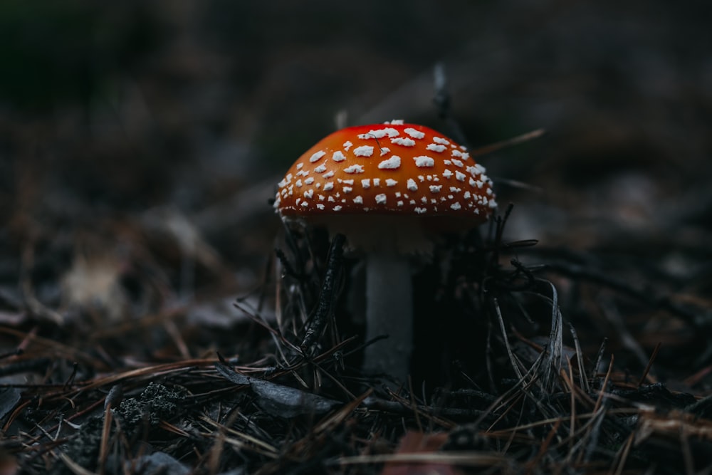 red and white mushroom in close up photography