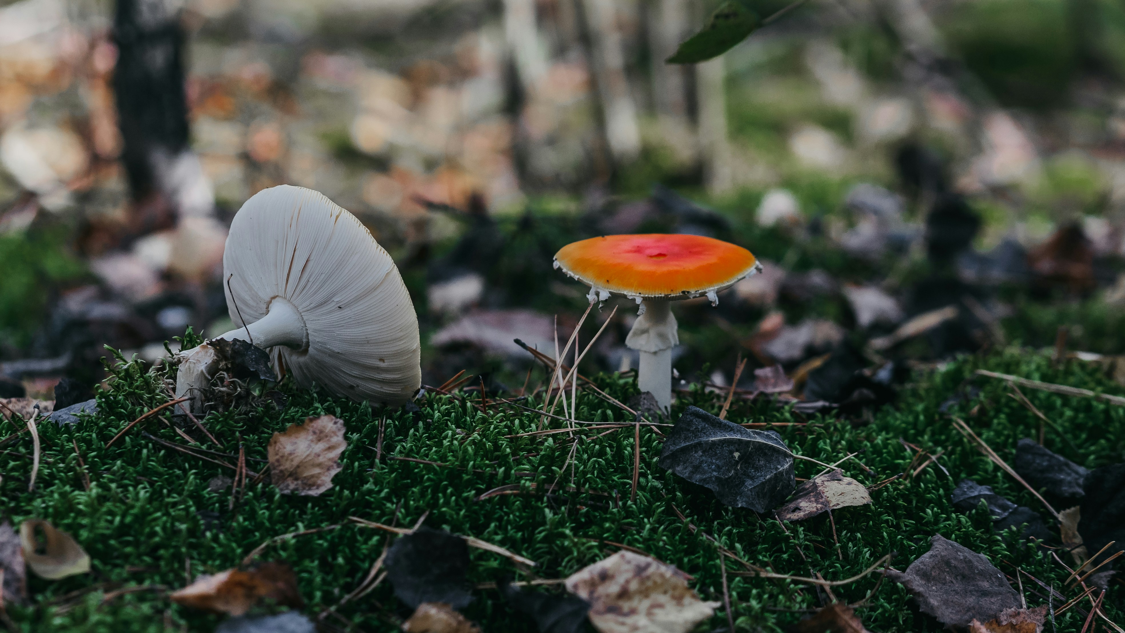 Photo by eugenechystiakov