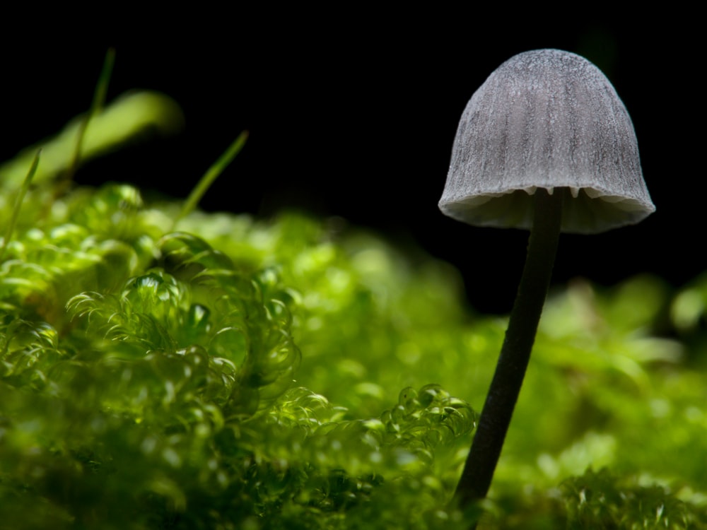 white mushroom on green moss