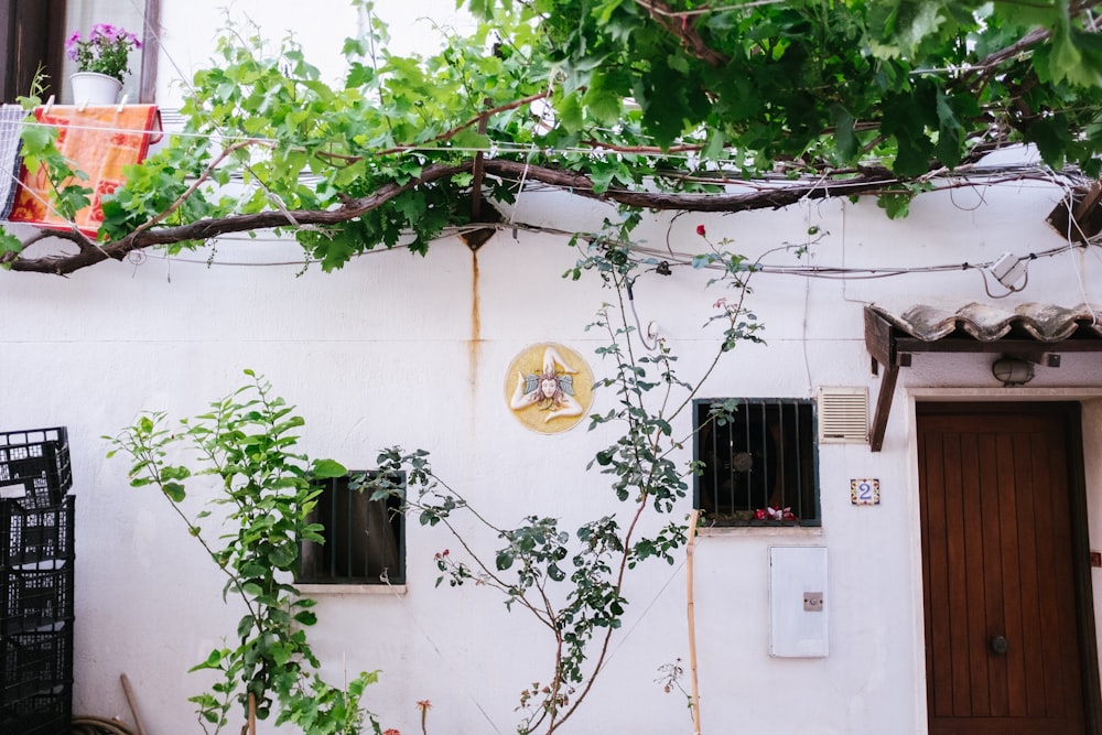 green tree beside white concrete house