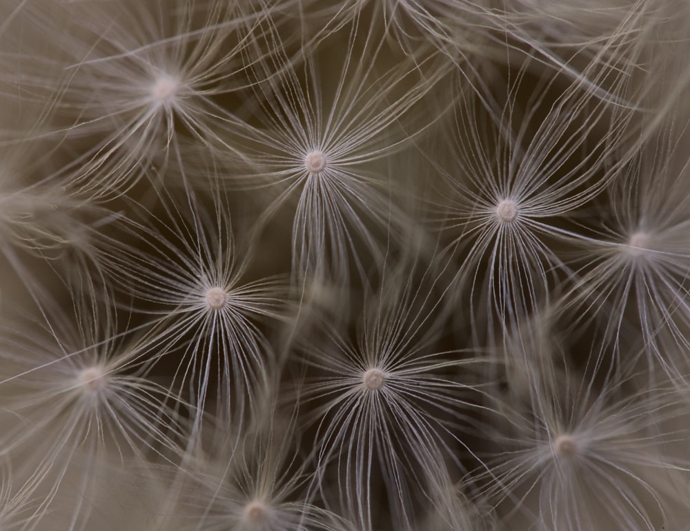 white dandelion flower in close up photography