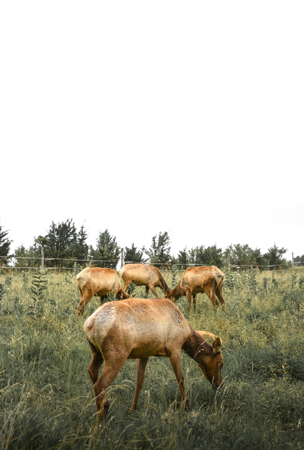 herd of horses on green grass field during daytime