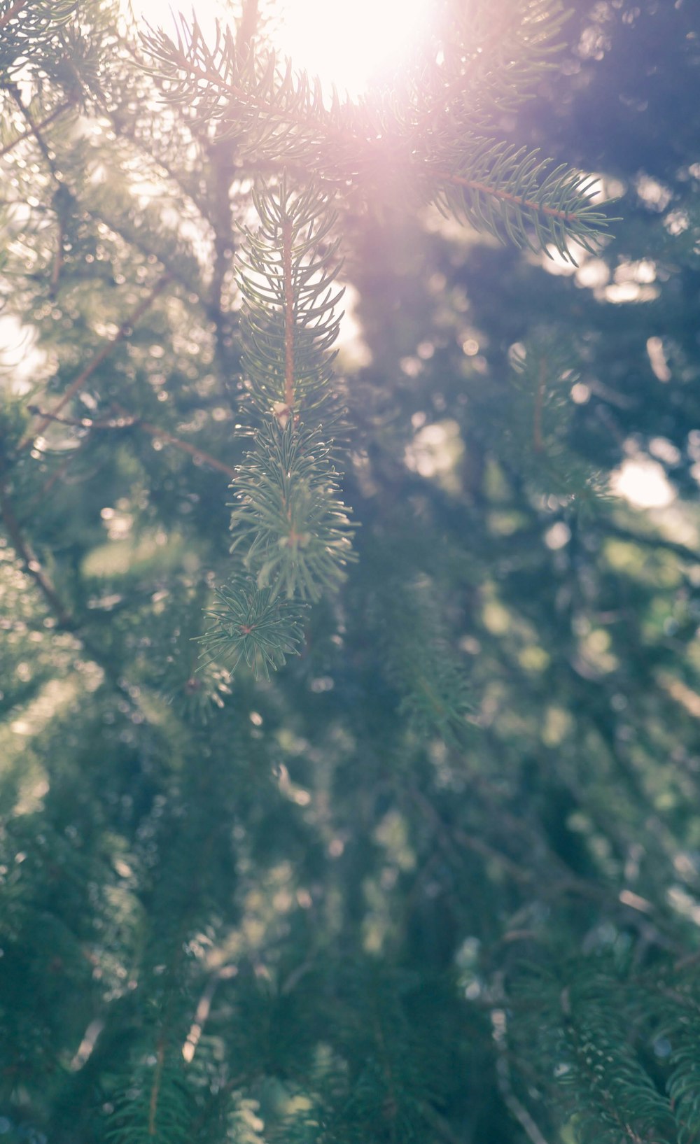 white and green plant during daytime