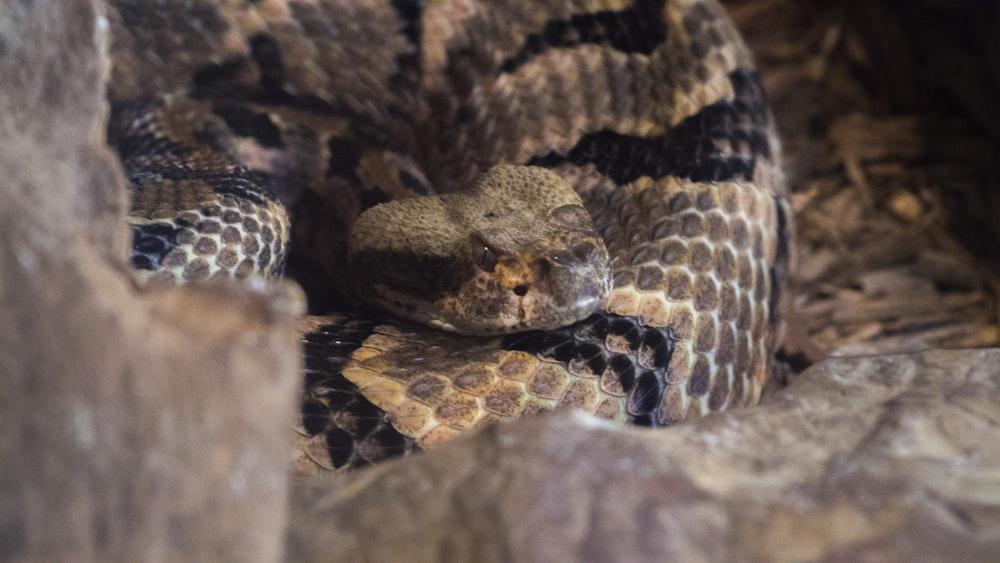 brown and black snake on brown rock