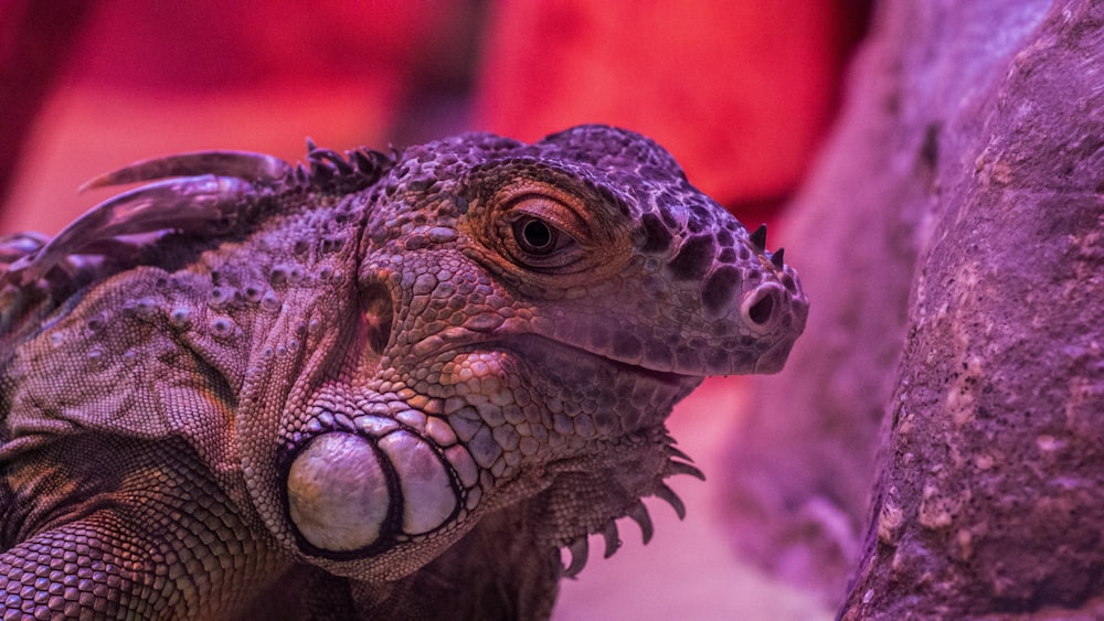 a close up of a lizard on a rock