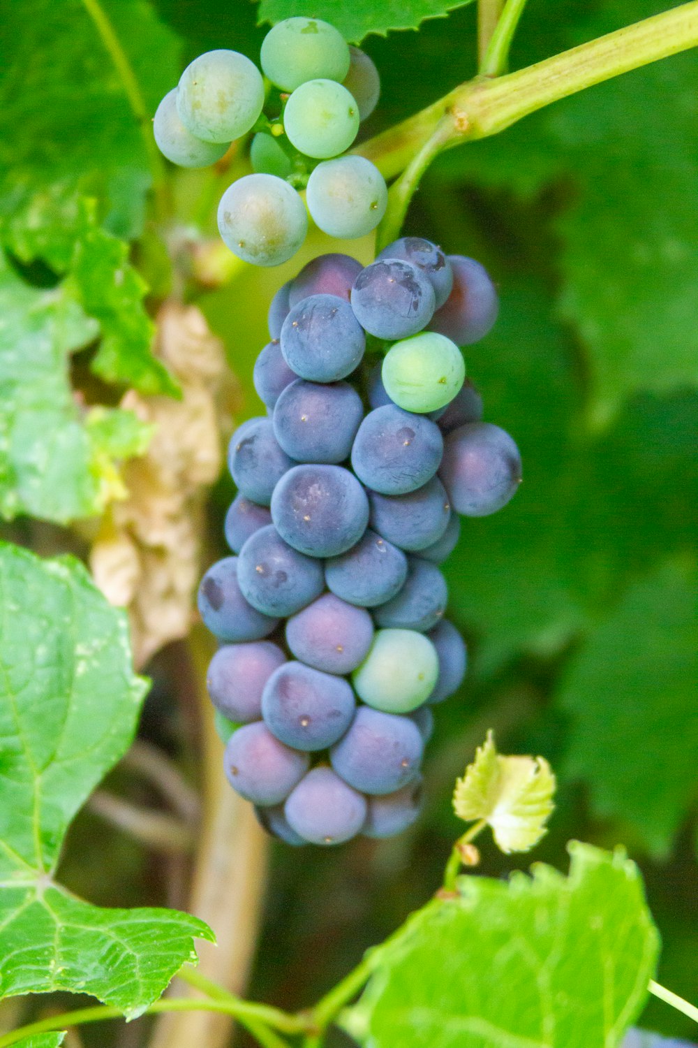 purple grapes in macro shot