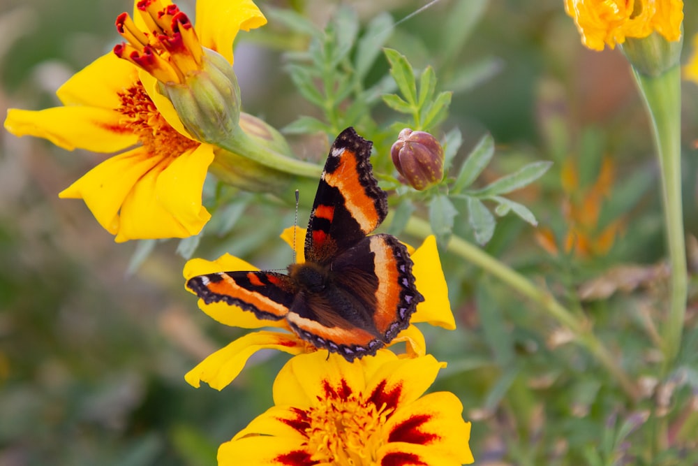 Farfalla marrone e nera sul fiore giallo durante il giorno