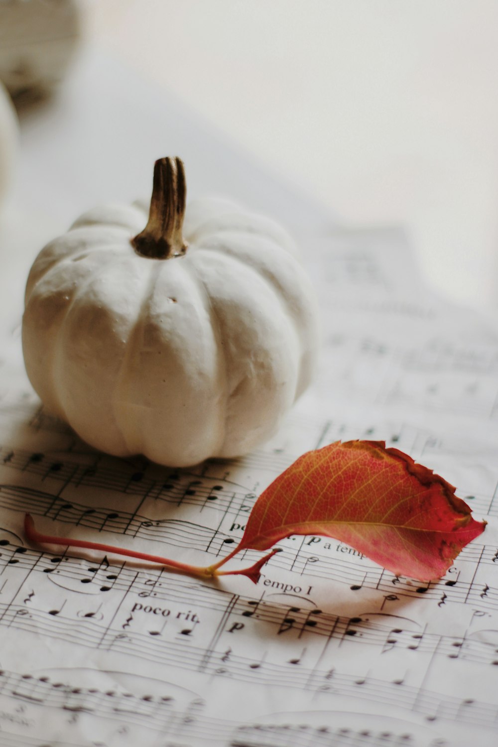 white pumpkin on white paper