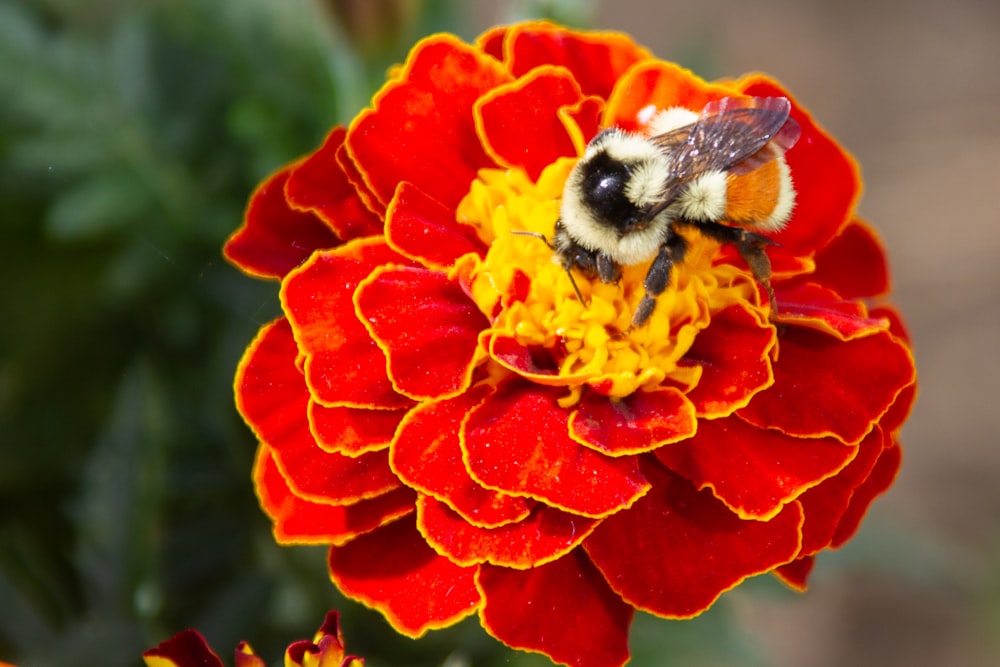 black and yellow bee on orange flower