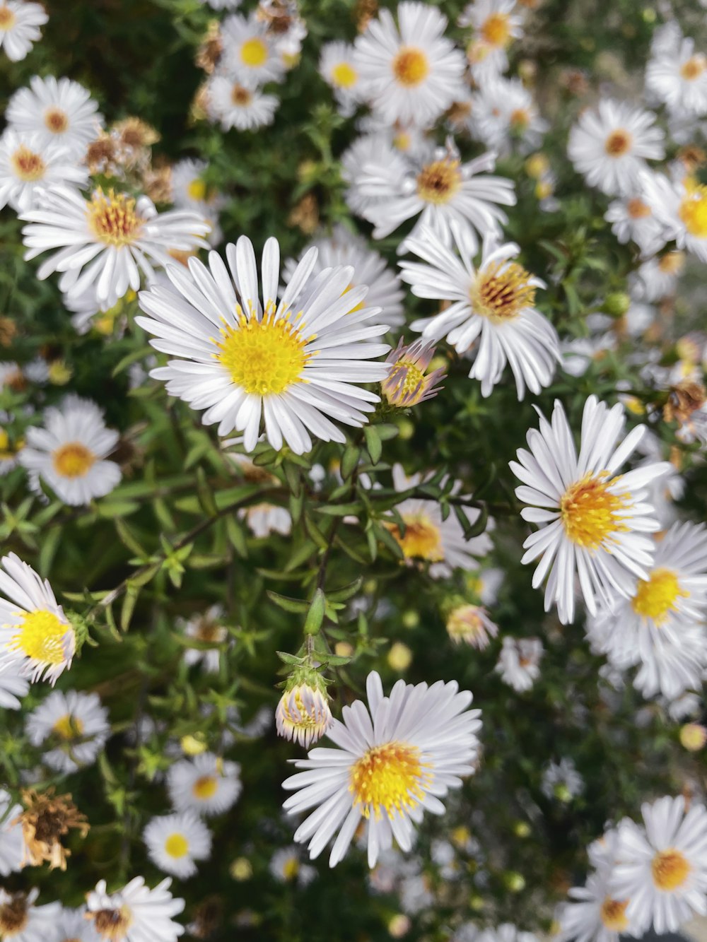 white and yellow daisy flowers