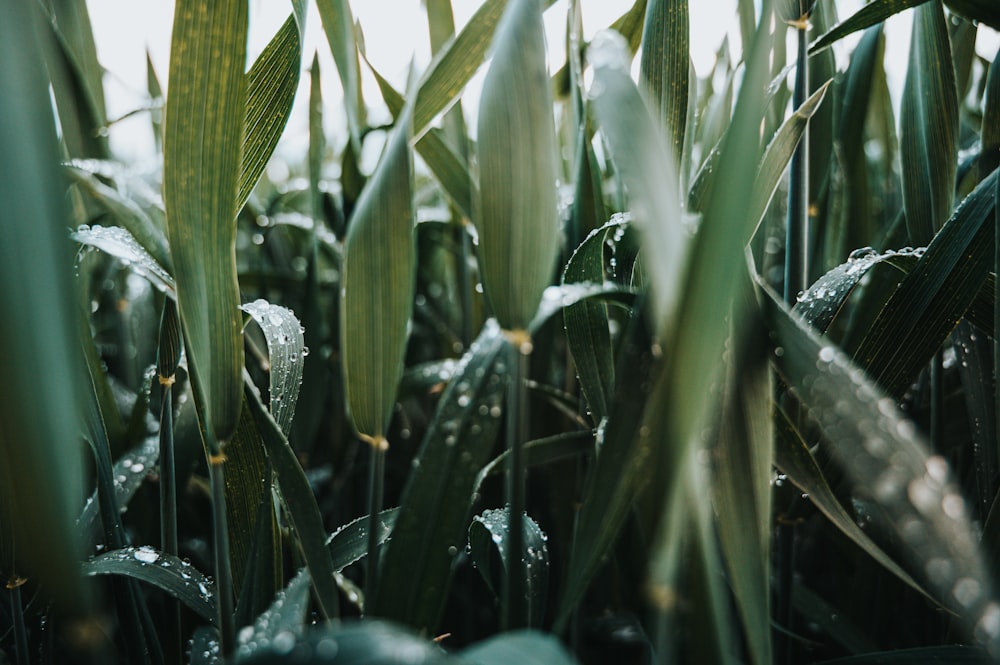 green corn plant during daytime