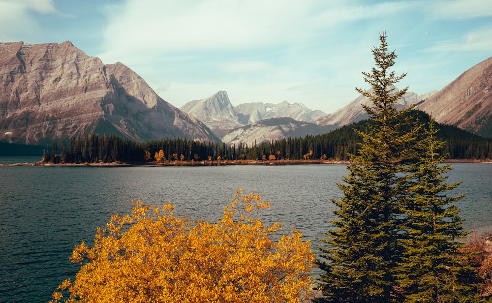 yellow flowers near lake and mountains during daytime