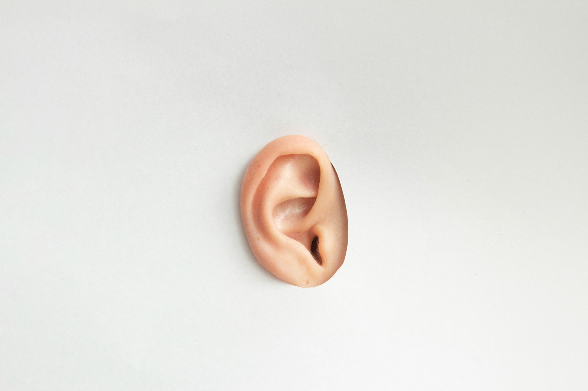 Ear on a white cardboard