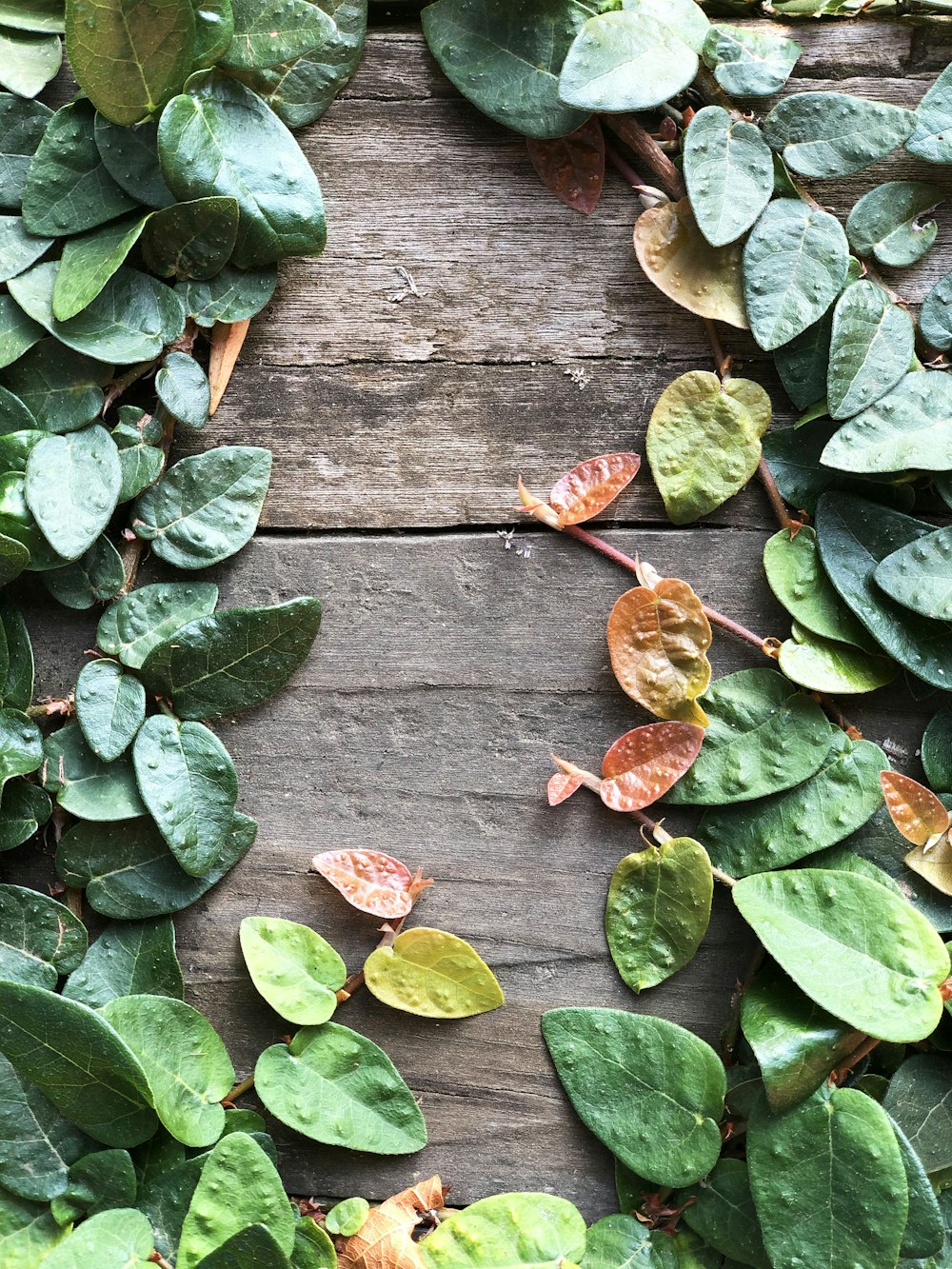 green leaves on brown wooden surface