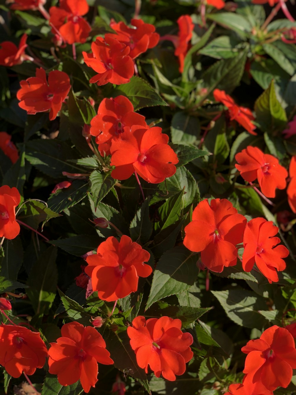 red flowers with green leaves