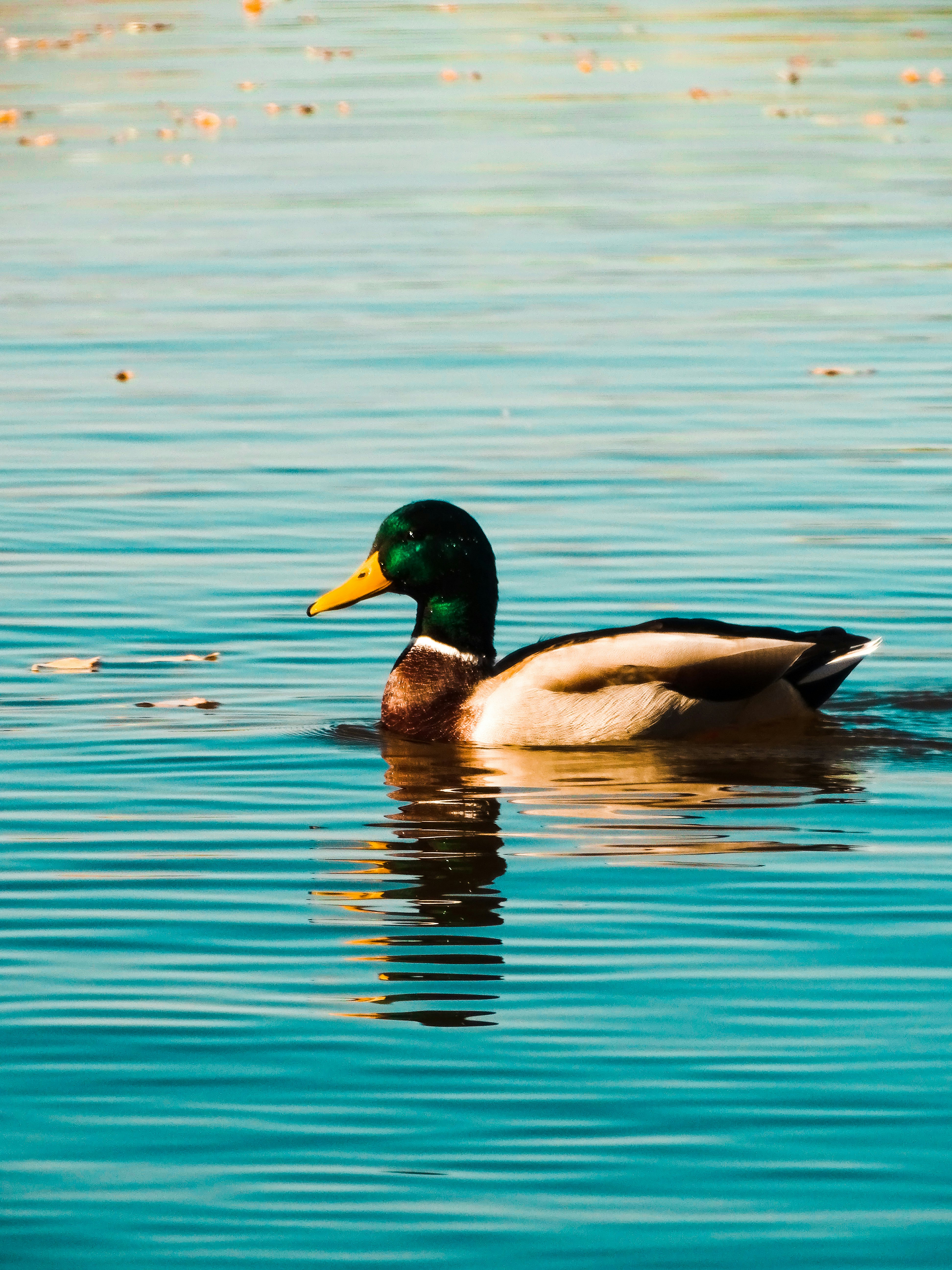 Duck In Water Pictures Download Free Images on Unsplash