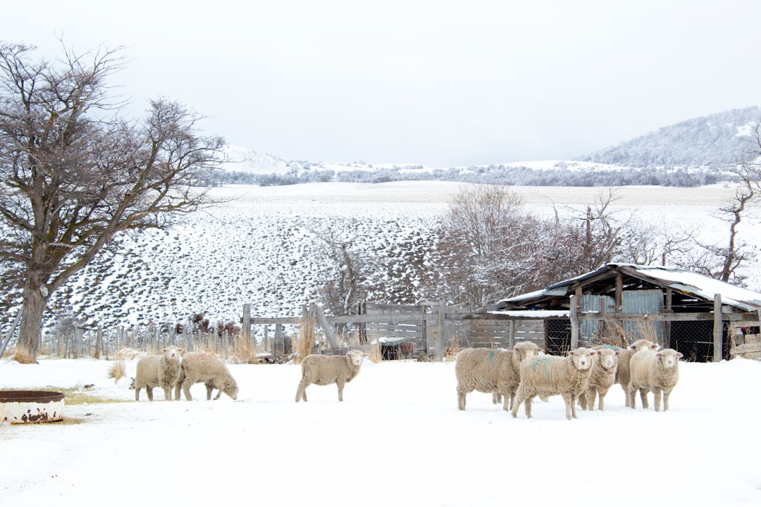 travelers stories about Wildlife in Patagonia chilena, Chile