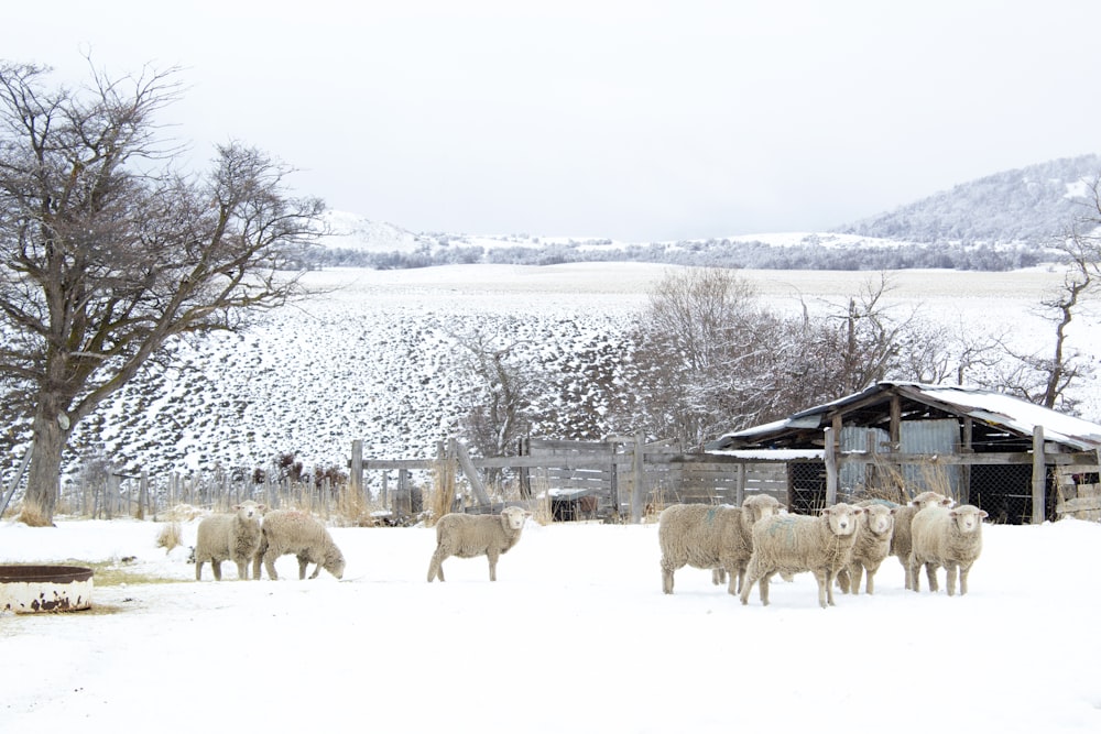 herd of sheep on snow covered ground during daytime