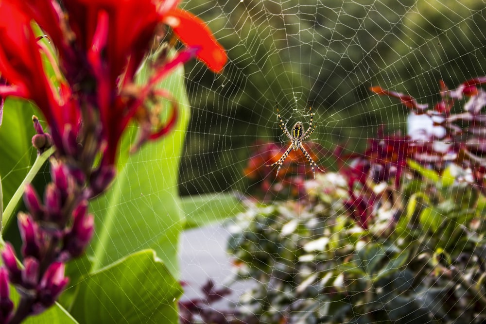 spider web on green leaf