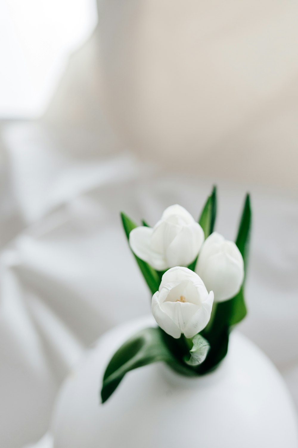 white flower with green leaves